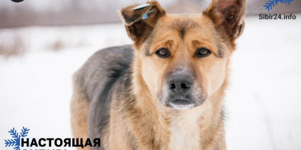 Омские депутаты разрешили убивать уличных собак